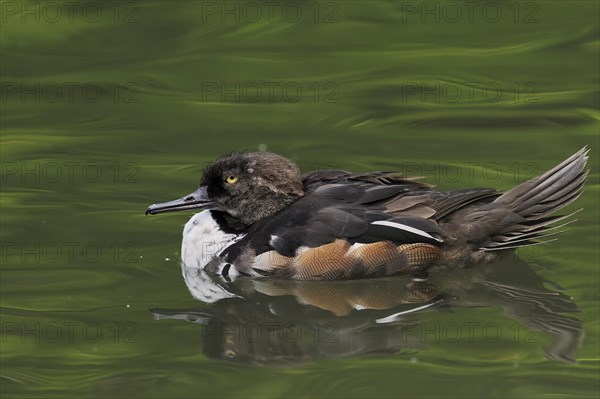 Hooded Merganser (Lophodytes cucullatus), male, occurrence in North America, captive escapee, North Rhine-Westphalia, Germany, Europe