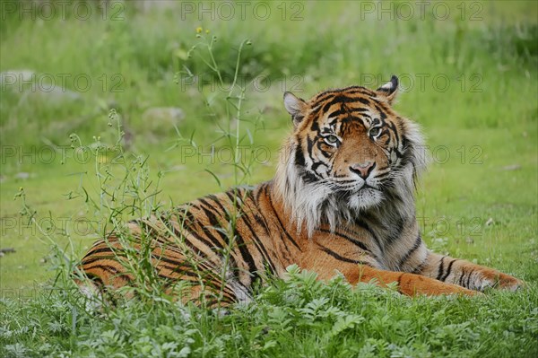 Sumatran tiger (Panthera tigris sumatrae), male, captive, occurring on Sumatra, Indonesia, Asia