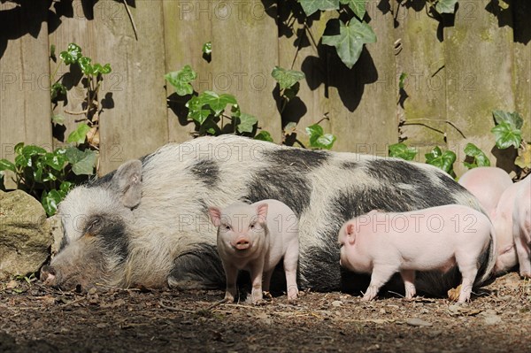 Goettingen minipig (Sus scrofa f. domestica), sow and piglet, North Rhine-Westphalia, Germany, Europe