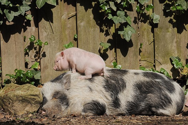 Goettingen minipig (Sus scrofa f. domestica), sow and piglet, North Rhine-Westphalia, Germany, Europe