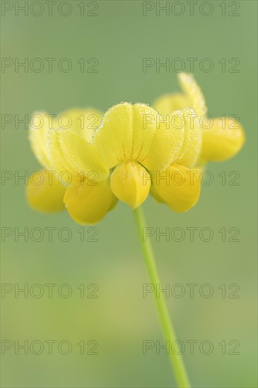 Bird's-foot trefoil (Lotus corniculatus), flowers with dewdrops, North Rhine-Westphalia, Germany, Europe
