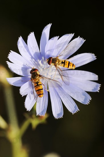 Common chicory (Cichorium intybus), flower and common marmalade hoverfly (Episyrphus balteatus), North Rhine-Westphalia, Germany, Europe