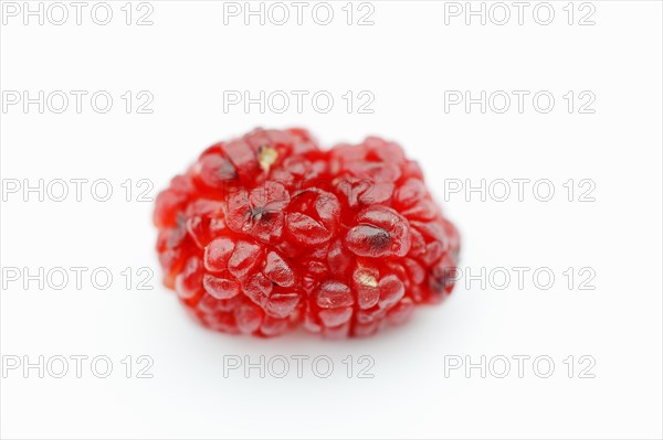 Strawberry spinach (Chenopodium foliosum, Blitum virgatum), fruit on a white background, vegetable and ornamental plant