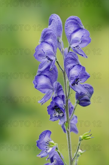 Monkshood (Aconitum napellus), flowers, ornamental plant, North Rhine-Westphalia, Germany, Europe