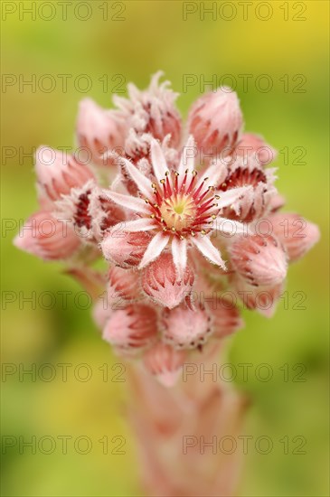 Roof houseleek (Sempervivum tectorum, Sedum tectorum), flower, North Rhine-Westphalia, Germany, Europe