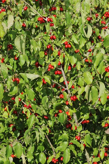 Cornelian cherry (Cornus mas), branch with fruit, North Rhine-Westphalia, Germany, Europe