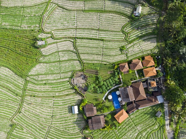 Hotel Kubu Sakian Villa and extension of Pak Choi in Sidemen, Amed, Karangasem, Bali, Indonesia, Asia