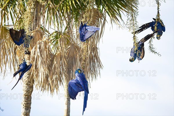 Hyacinth Macaw (Anodorhynchus hyacinthinus) Pantanal Brazil