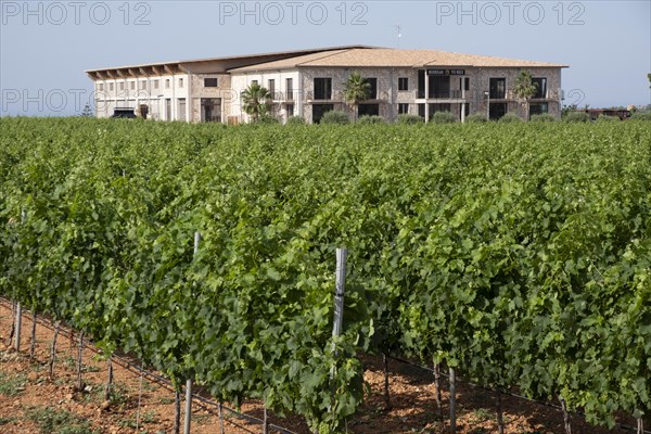 Vi Rey winery vineyards, Llucmajor, Mallorca, Spain, Europe