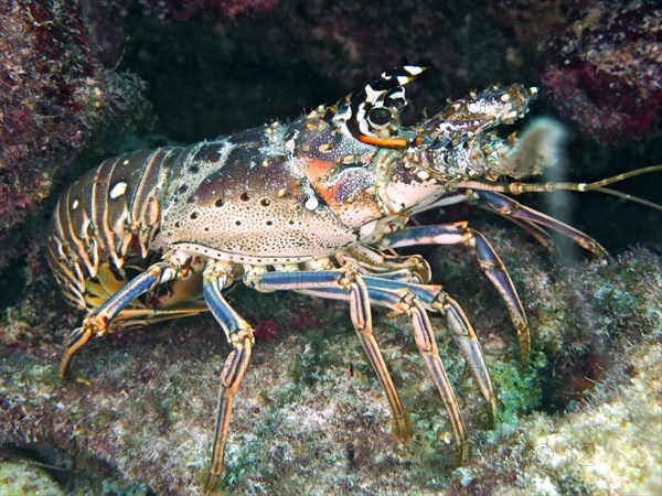 Caribbean spiny crayfish (Panulirus argus), John Pennekamp Coral Reef State Park dive site, Key Largo, Florida Keys, Florida, USA, North America