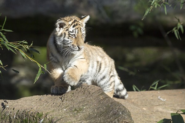 A small tiger sits calmly on a tree trunk in the sunlight, Siberian tiger, Amur tiger, (Phantera tigris altaica), cubs