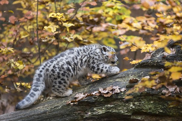 A snow leopard young in motion on a tree trunk with autumnal coloured background, snow leopard, (Uncia uncia), young