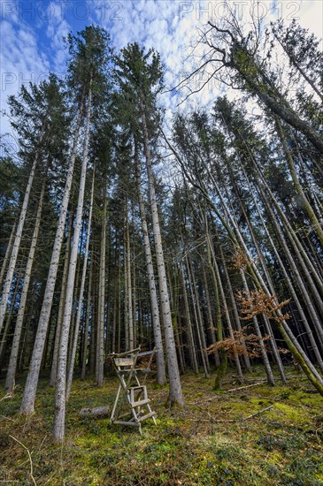 Spruce forest, pole forest with raised hide, hunter's hide, Kemptner Wald, Allgaeu, Swabia, Bavaria, Germany, Europe