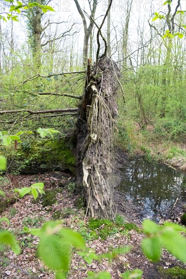 Deadwood structure in deciduous forest, root plate and temporary water body, important habitat for insects and spawning waters for amphibians, North Rhine-Westphalia, Germany, Europe
