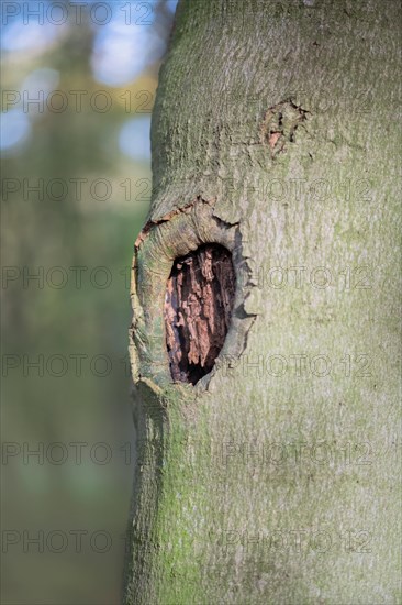 Deadwood structure Cave in deciduous forest, small cave in the process of formation, important habitat for insects and birds, North Rhine-Westphalia, Germany, Europe