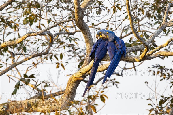 Hyacinth Macaw (Anodorhynchus hyacinthinus) Pantanal Brazil