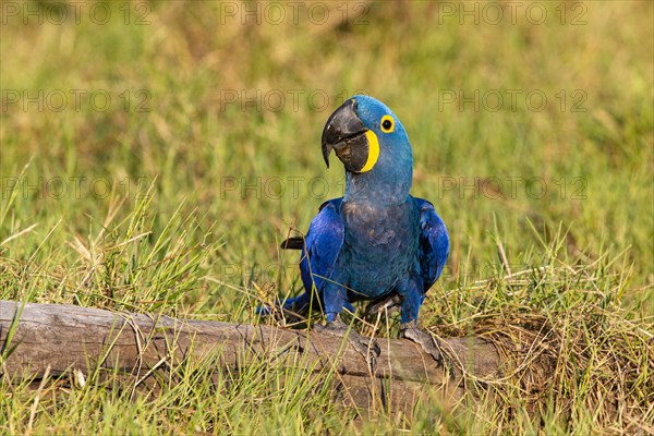 Hyacinth Macaw (Anodorhynchus hyacinthinus) Pantanal Brazil