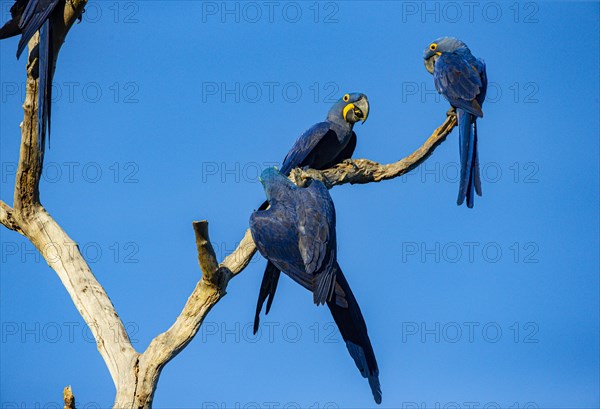 Hyacinth Macaw (Anodorhynchus hyacinthinus) Pantanal Brazil