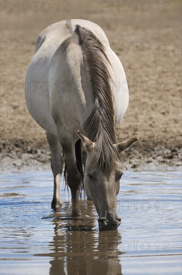 Duelmen wild horse drinking, Merfelder Bruch, Duelmen, North Rhine-Westphalia, Germany, Europe