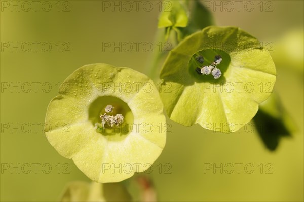 Ornamental tobacco or Brazilian tobacco (Nicotiana langsdorfii), flowers, native to Brazil, ornamental plant