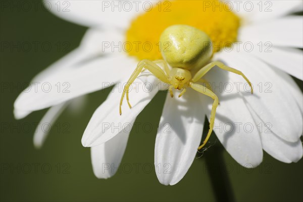 Goldenrod crab spider (Misumena vatia), female on the flower of a daisy (Leucanthemum vulgare, Chrysanthemum leucanthemum), North Rhine-Westphalia, Germany, Europe