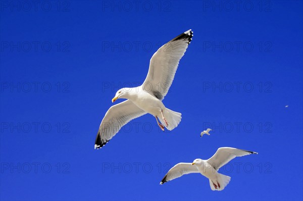 European herring gulls (Larus argentatus), Two gulls flying high in the sky, small bird in the background, Sylt, North Frisian Island, Schleswig-Holstein, Germany, Europe