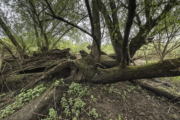 Old willows (Salix alba) in the quarry forest, Emsland, Lower Saxony, Germany, Europe