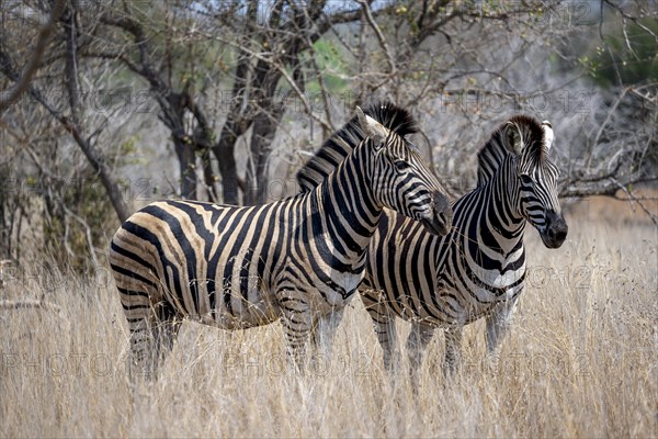 Two plains zebras (Equus quagga) in high dry grass, African savannah, Kruger National Park, South Africa, Africa