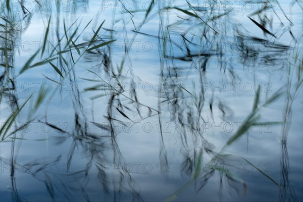 Reeds reflected in the water, long exposure, lake near Hartola, Finland, Europe