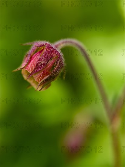 Water avens (Geum rivale), Piding, Berchtesgadener Land, Bavaria, Germany, Europe