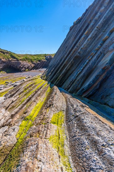 Marine vegetation in Algorri cove on the coast in the flysch of Zumaia without people, Gipuzkoa. Basque Country