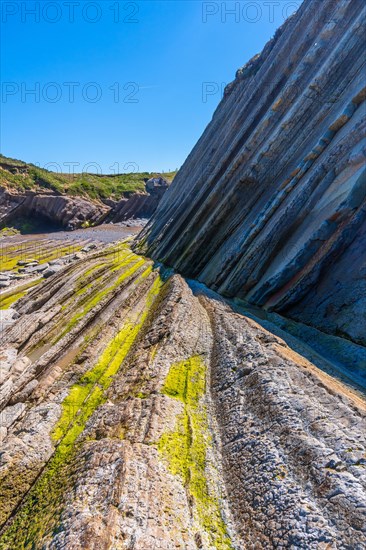 Marine vegetation in Algorri cove on the coast in the flysch of Zumaia without people, Gipuzkoa. Basque Country