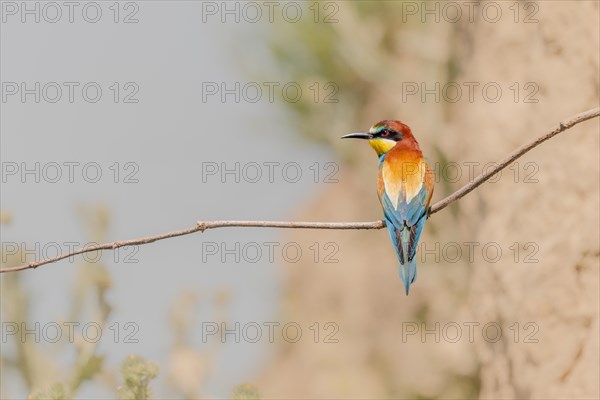 European bee-eater (Merops apiaster) on a branch. Kaiserstuhl, Emmendingen, Freiburg im Breisgau, Baden-Wuerttemberg, Germany, Europe