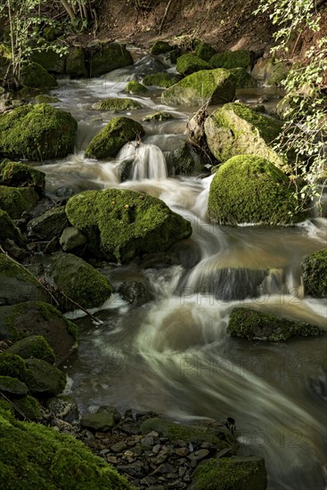 Mountain stream in the forest with mossy basalt rocks, blocks of basalt in the stream bed, Tertiary volcano, flowing water, motion blur, Krummbach, Vogelsberg Volcanic Region nature park Park, Nidda, Wetterau, Hesse, Germany, Europe