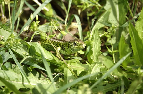 Small lizard, spring, Saxony, Germany, Europe