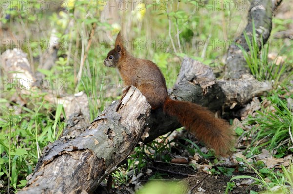 Eurasian red squirrel (Sciurus vulgaris), Captive, A small squirrel sits on a tree trunk in the forest, zoo, Bavaria, Germany, Europe