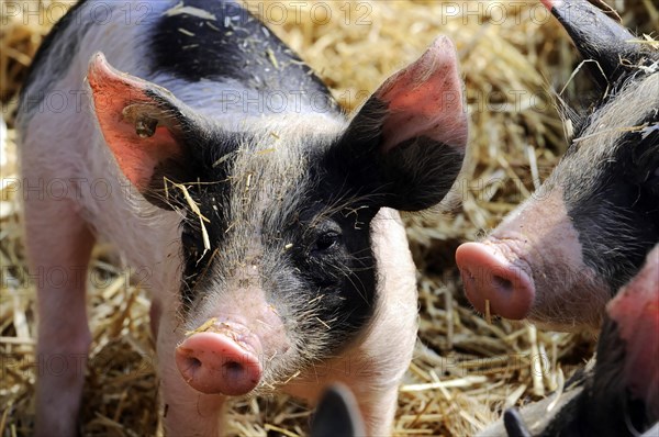 Hallisches Schwein, Schwaebisch-Haellisches Landschwein (Sus scrofa domestica), young animal, Tierpark, Baden-Wuerttemberg, Germany, Europe, Young colourful pigs on straw look curious, Europe