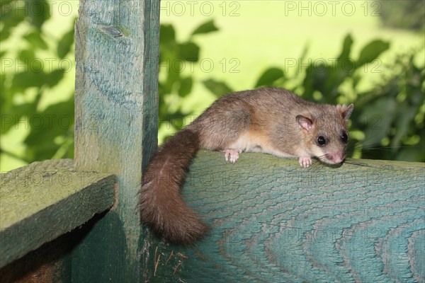 Edible dormouse (Glis glis) on the parapet of a hunter's stand, Allgaeu, Bavaria, Germany, Europe