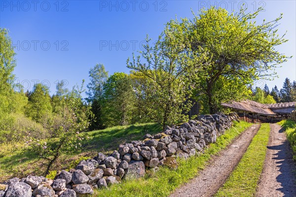 Stone wall by the roadside of a dirt road to a farm in a cultural countryside and flowering fruit trees in the summer, Sweden, Europe