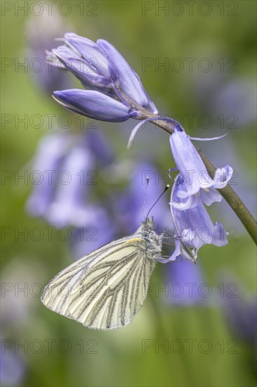 Green-veined white (Pieris napi) on bluebells (Hyacinthoides non-scripta), Emsland, Lower Saxony, Germany, Europe