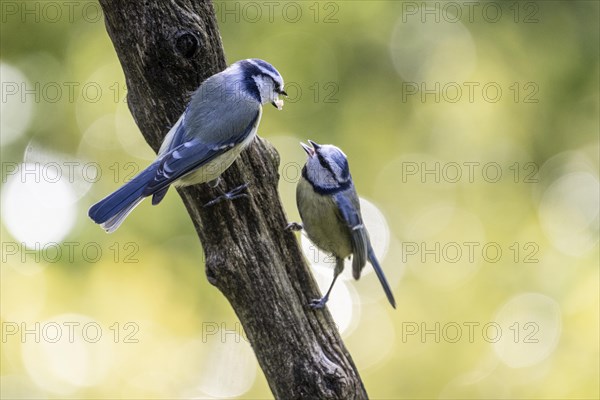 Blue tits (Parus caerulea), partner feeding, Emsland, Lower Saxony, Germany, Europe