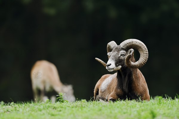 European mouflon (Ovis gmelini musimon, Ovis orientalis musimon), ram, Saxony, Germany, Europe