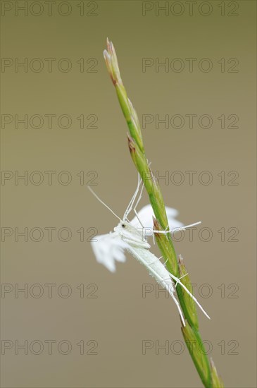 White bindweed moth or sloe ghost (Pterophorus pentadactyla, Pterophorus pentadactylus), North Rhine-Westphalia, Germany, Europe