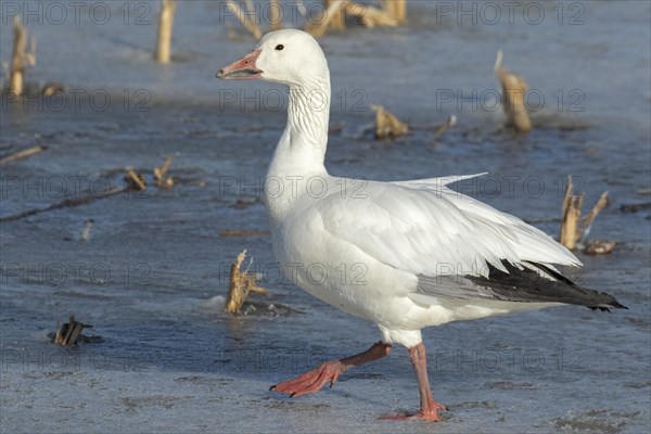 Snow goose (Anser caerulescens), adult walking on a frozen marsh, Lac Saint-Pierre Biosphere Reserve, province of Quebec, Canada, AI generated, North America