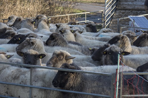 Black-headed domestic sheep (Ovis gmelini aries) in a pen, Mecklenburg-Western Pomerania, Germany, Europe