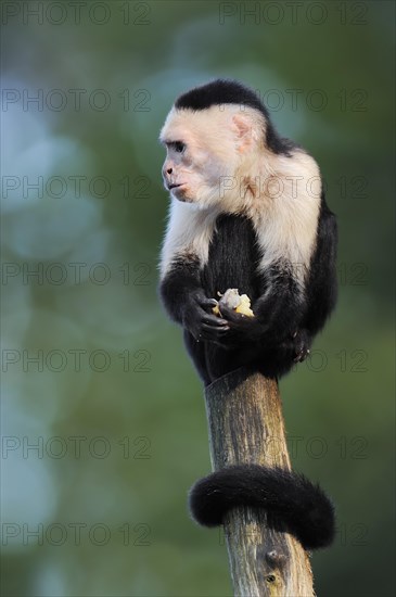 White-shouldered capuchin monkey or white-headed capuchin (Cebus capucinus), captive, occurring in South America