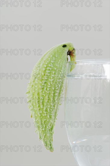 Common milkweed (Asclepias syriaca), fruit as a decorative parrot on a wine glass