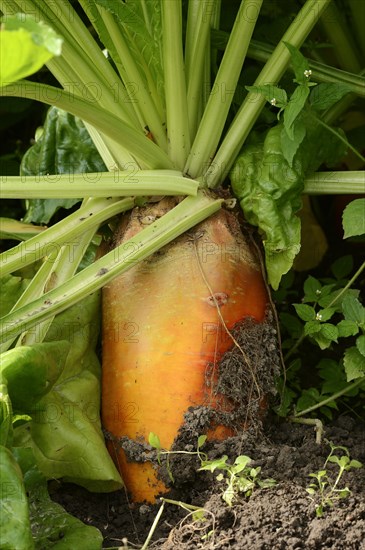 Fodder beet or beetroot (Beta vulgaris subsp. vulgaris var. crassa), North Rhine-Westphalia, Germany, Europe