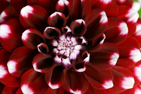 Dahlia 'Checkers' (Dahlia Hybride), detail of flower, ornamental plant, North Rhine-Westphalia, Germany, Europe