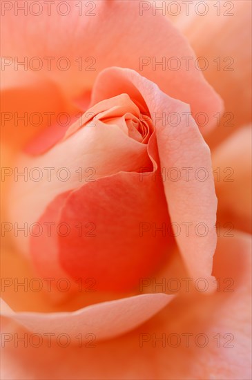 Garden rose or rose 'Muensterland' (Rosa hybrida), detail of the flower, ornamental plant, North Rhine-Westphalia, Germany, Europe